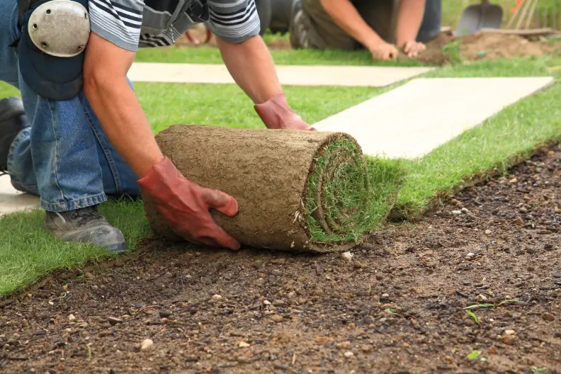 How Long After Installing Sod Can You Walk On It Rio Rancho, NM