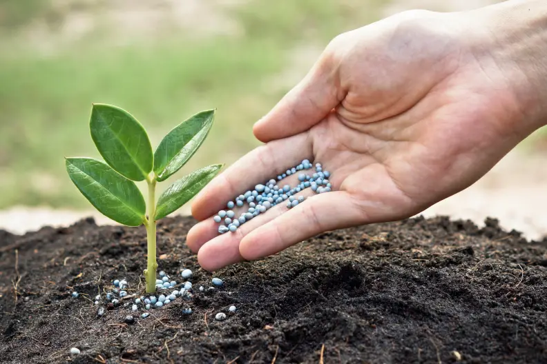 When Is the Best Time to Fertilize Rio Rancho, NM