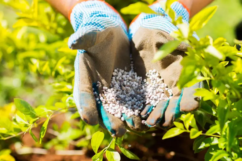 Lawn Fertilization Rio Rancho, NM