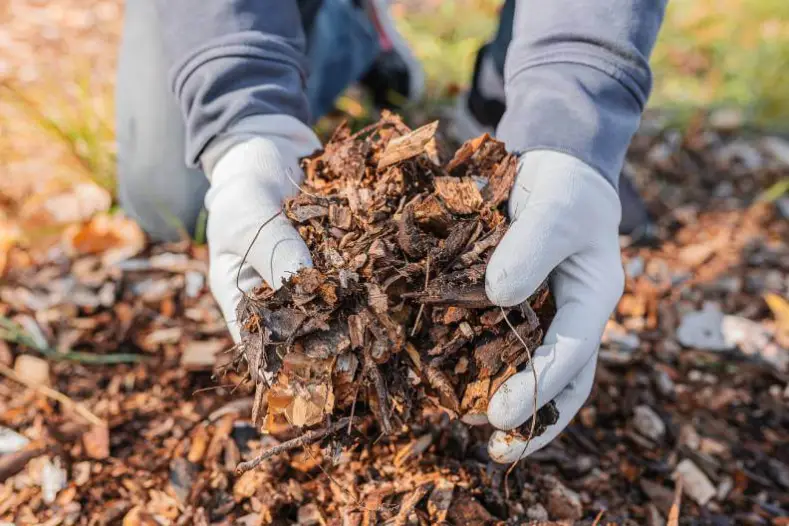 Mulching in Rio Rancho, NM - Landscaper