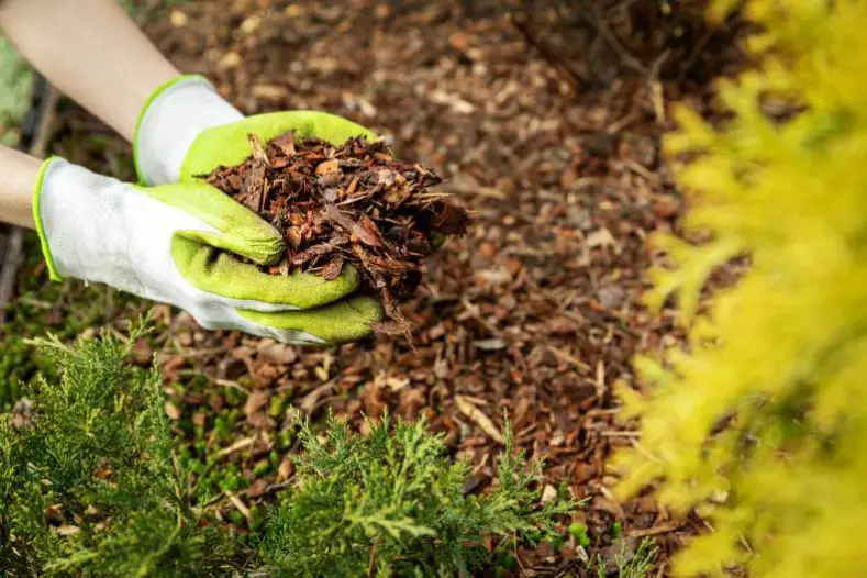 Mulching in Rio Rancho, NM