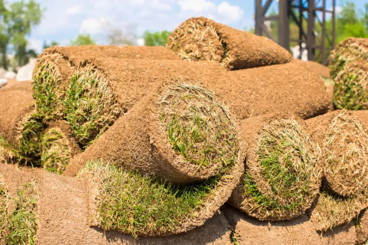 Sod Installation in Rio Rancho, NM - Landscaper