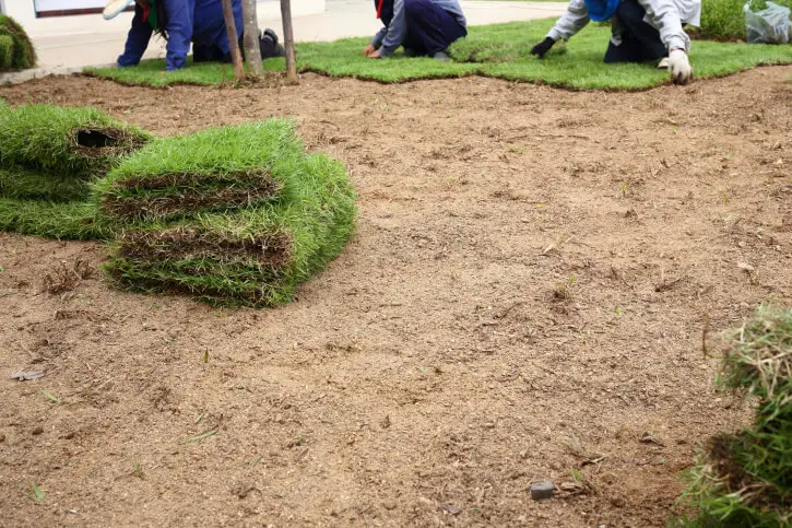 Sod Installation in Rio Rancho, NM